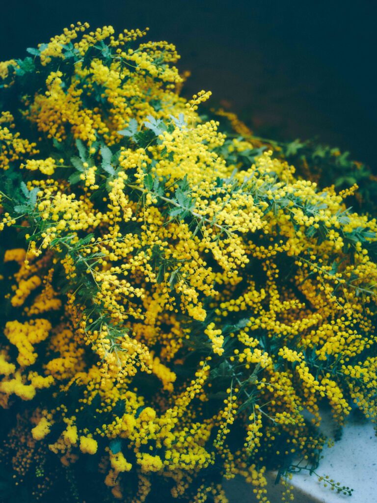 KABUTOCHO FLOWER WEEK 2024